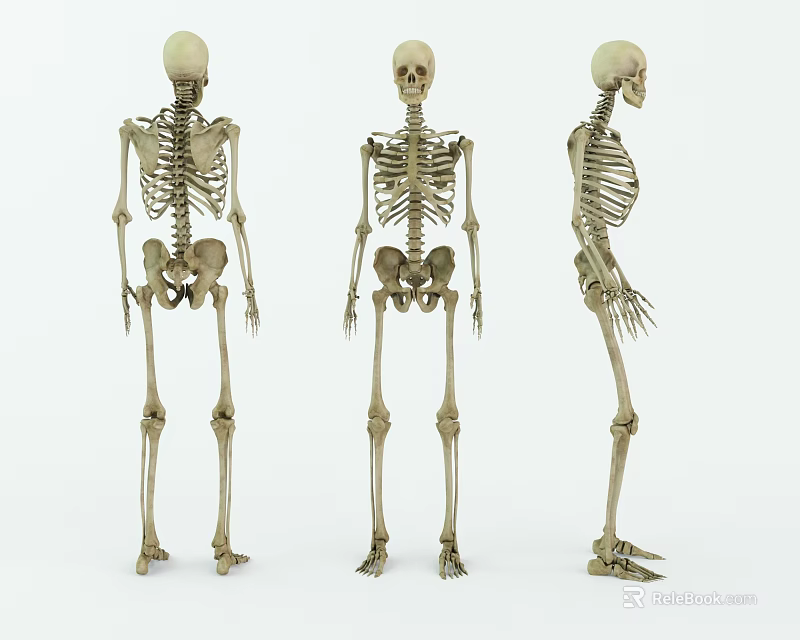 Detailed Human Skeleton Models Showing Arms Legs Hands And Feet From Three Views 3d model 