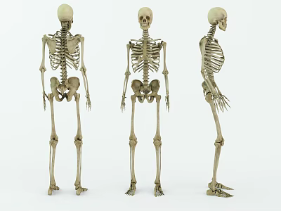 Detailed Human Skeleton Models Showing Arms Legs Hands And Feet From Three Views 3d model
