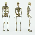 Detailed Human Skeleton Models Showing Arms Legs Hands And Feet From Three Views