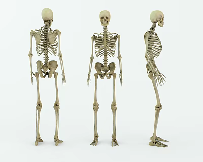 Modern Skeleton Bones 3d model Modern Skeleton Bones 3d model