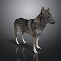 Realistic 3D Model of Wolf Dog Standing on Dark Background With Reflection 3d model