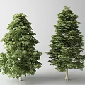 Two Arbor Trees With Green Foliage Trunks And Different Varieties 3d model