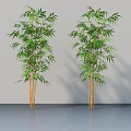 Indoor Bamboo Plants with Green Leaves and Yellow Stems Against Gray Wall and Reflective Floor