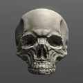 White Human Skull With Detailed Anatomical Structure Isolated On Gray
