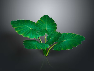 Tropical Plant With Large Green Leaves And Yellow Edges On Dark Background 3d model
