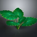 Tropical Plant With Large Green Leaves And Yellow Edges On Dark Background
