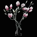 Elegant Pink Magnolia Flowers in Transparent Glass Vase on Black Background