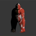 Gorilla 3D Model Displaying Muscular Organs And Black Fur Features