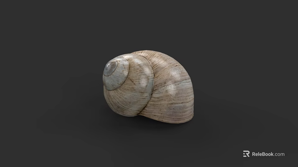 Brown Spiral Snail Shell With Textured Surface Isolated On Dark Background 3d model