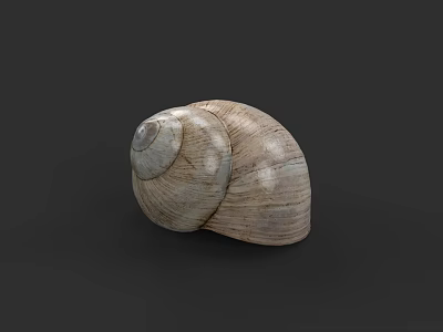 Brown Spiral Snail Shell With Textured Surface Isolated On Dark Background 3d model