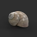 Brown Spiral Snail Shell With Textured Surface Isolated On Dark Background 3d model