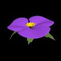 Vibrant Purple Flower Plant With Yellow Stamen And Green Leaves