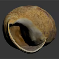 Conch Shell With Orange Brown Patterns And Smooth Surface On Dark Background 3d model