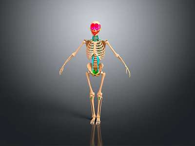 3D Human Skeleton Model With Colored Markings On Skull Spine And Legs 3d model