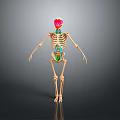 3D Human Skeleton Model With Colored Markings On Skull Spine And Legs