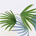 Green Palm Leaves With Long Thin Veins On Light Background And Shadows
