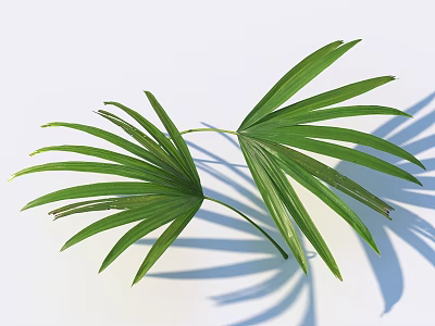 Green Palm Leaves With Long Thin Veins On Light Background And Shadows 3d model