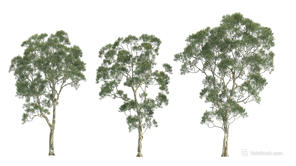 Three Arbor Trees With Different Shapes Lush Green Foliage And Tall Trunks 3d model