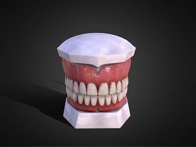 Dental Medical Device With Teeth And Gum Structure For Oral Teaching 3d model