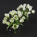 White Tulips Arranged In Transparent Glass Vases With Water On Dark Background