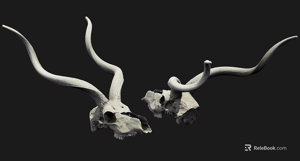 Educational Medical Device Animal Skull Model Featuring Long Horns and Black Background 3d model 