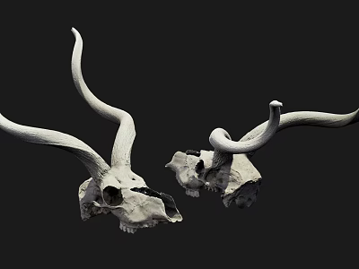 Educational Medical Device Animal Skull Model Featuring Long Horns and Black Background 3d model