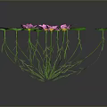 Vibrant Pink Water Lilies With Green Leaves And Long Stems