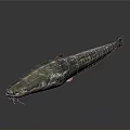 Shiny Dark Whole Fish With Detailed Fins And Eyes On Gray Background