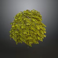 Full Vibrant Green Tree With Lush Dense Foliage Against Gray Background