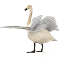 White Swan with Spread Wings Yellow Eyes Black Beak and Legs