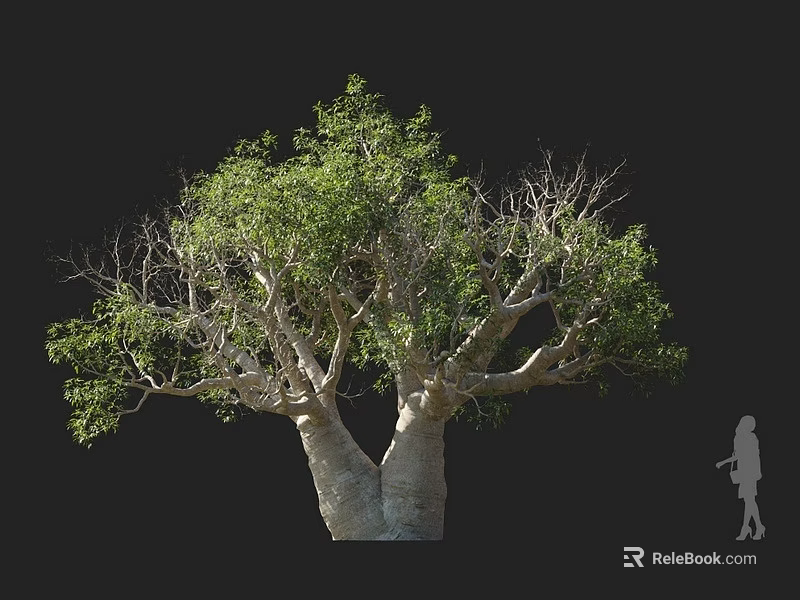 Large Baobab Tree With Thick Trunk Green Leaves And Human Figure For Scale 3d model 