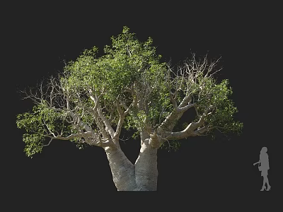 Large Baobab Tree With Thick Trunk Green Leaves And Human Figure For Scale 3d model