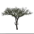 Tall Arbor With Thick Trunk And Wide Spreading Branches Bearing Green Foliage