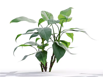 Vibrant Lush Green Plant With Broad Leaves And Slender Stems On White Background 3d model