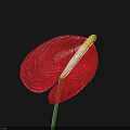 Vibrant Red Flower with White Yellow Spadix and Green Stem Against Black Background