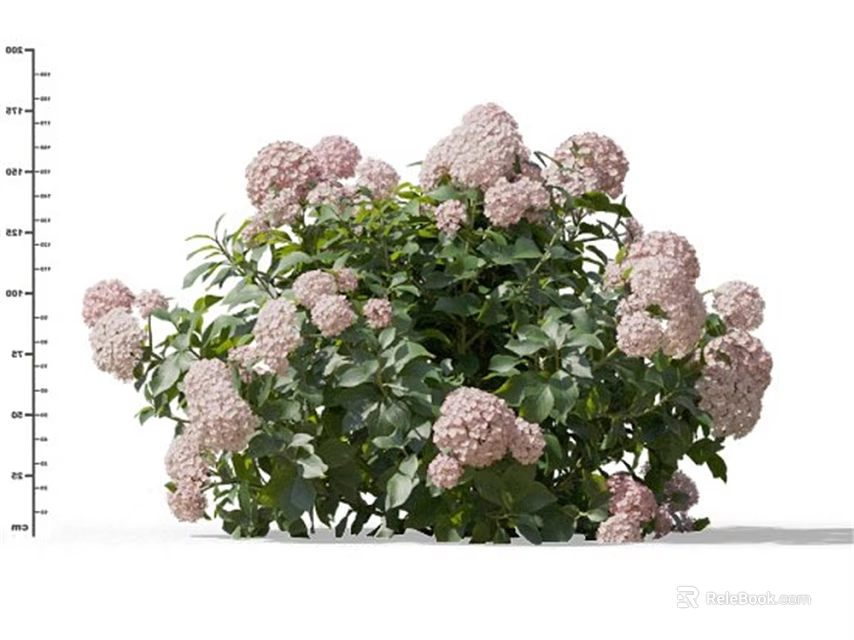 Beautiful Pink And White Hydrangea Bush With Green Leaves And Lush Blooms 3d model 