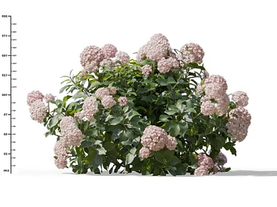Beautiful Pink And White Hydrangea Bush With Green Leaves And Lush Blooms 3d model
