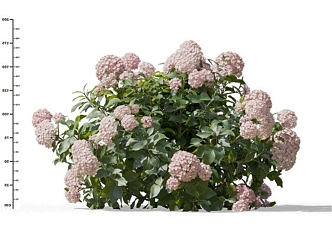 Modern Hydrangea 3d model