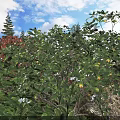 Lush Green Shrubs With White Flowers And Fresh Leaves Under Sunny Blue Sky In Garden