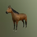 Brown Horse With Black Mane And Tail In Standing Pose On Green Background