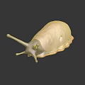 Light Brown Snail With Dark Tentacles Smooth Body On Shiny Dark Surface