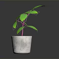 Green Leaf Plant With Pink Stem In Gray Concrete Pot On Dark Background