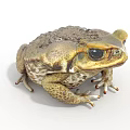 Detailed Toad With Rough Skin And Large Eyes On White Background