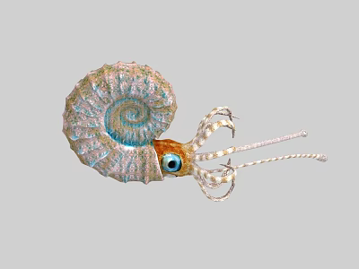 Nautilus Aquatic Marine Animal With Spiral Shell Long Tentacles And Large Eyes 3d model