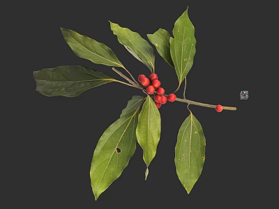 Fresh Green Leaves And Red Berries On Natural Botanical Branch For Decor 3d model