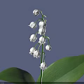 Lily of the Valley With White Bell Shaped Flowers And Green Leaves On Purple Background