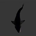 Realistic Aquatic Shark Model With Open Mouth Sharp Teeth On Gray Background 3d model