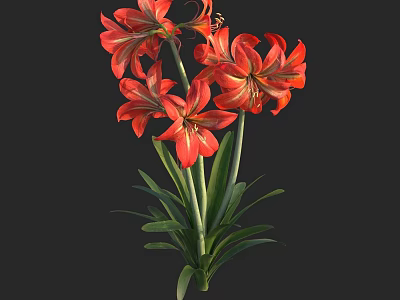 Vibrant Red Lily Like Flowers With Green Stems And Leaves On Black Background 3d model