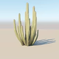 Green Cactus Bonsai Plant With Multiple Stems In Light Background 3d model