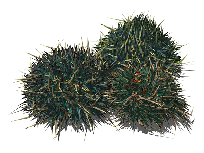 Three Lush Green Spiky Round Decorative Plants With Natural Features 3d model
